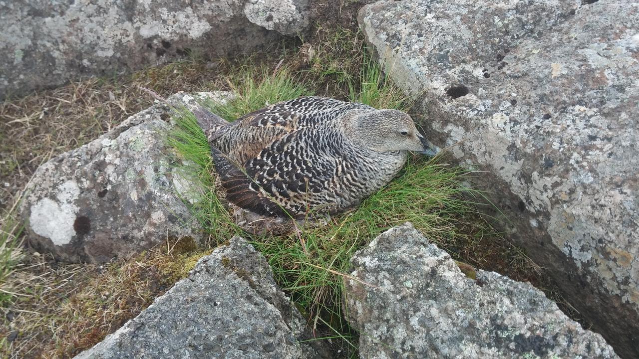 Pensjonat Miðjanes Reykhólahrepp Reykholar Zewnętrze zdjęcie